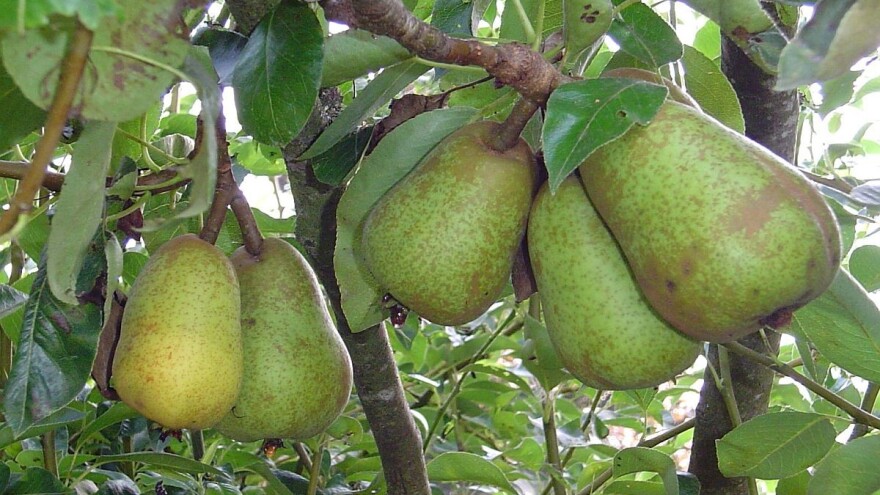 Plantaža voća zamenila avione na bivšem vojnom aerodromu