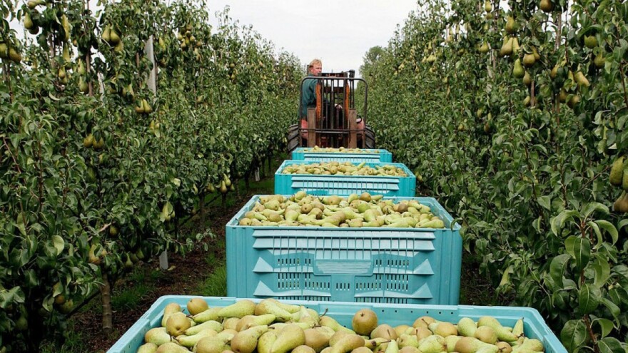 Izvoz krušaka se nastavlja, zaštite domaće proizvodnje još uvijek nema