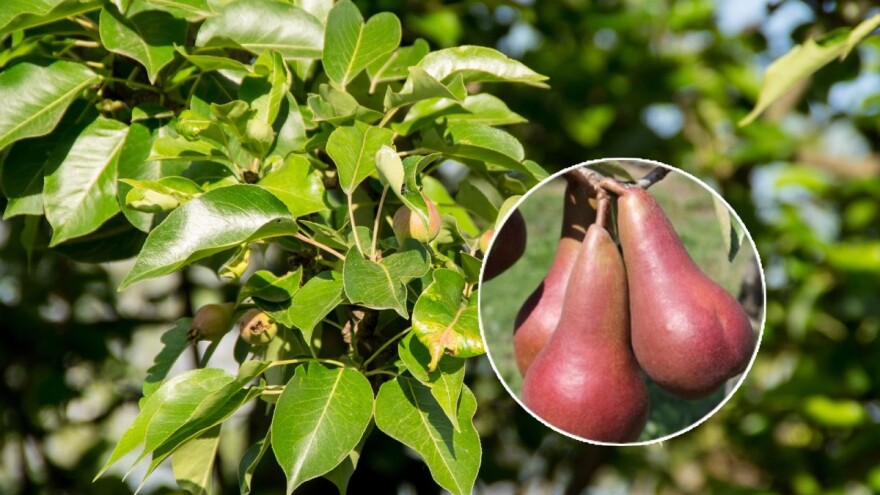 Predstavljene četiri nove sorte krušaka!