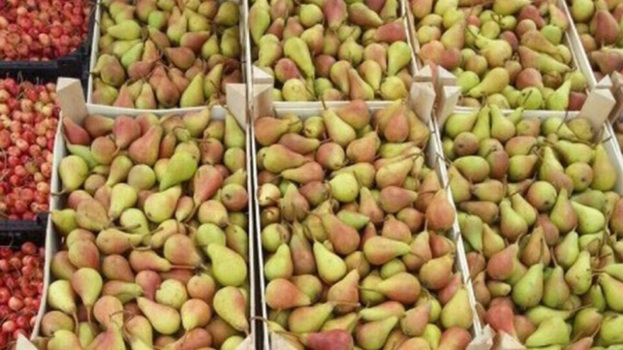 Kruška isplativija od jabuke