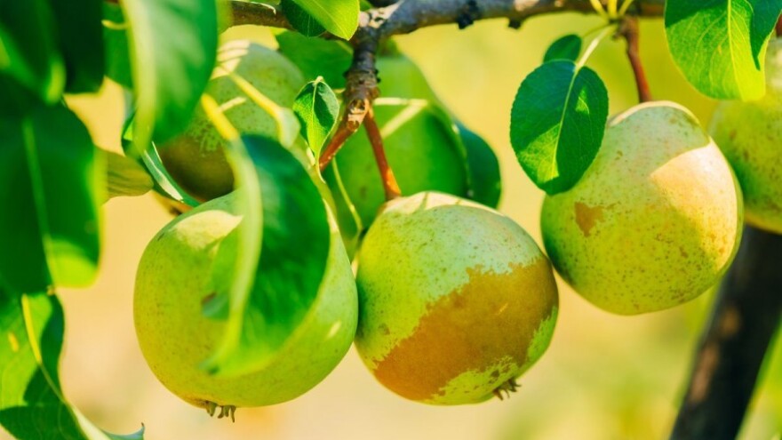 Nedostatna proizvodnja i trženje kruške!