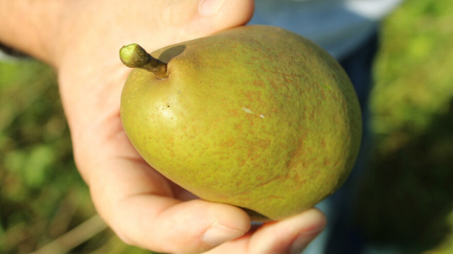 Belgijske kruške će biti manje i dozrijeti ranije