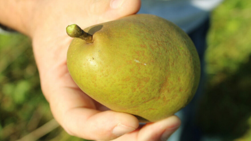 Belgijske kruške će biti manje i dozrijeti ranije