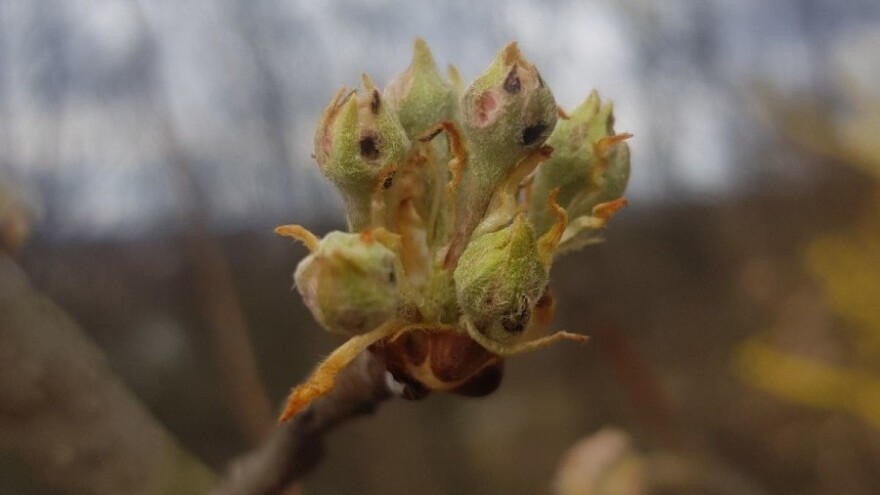 U proljeće se javljaju ličinke kruškinog cvjetara, otjerajte ih octom i začinima
