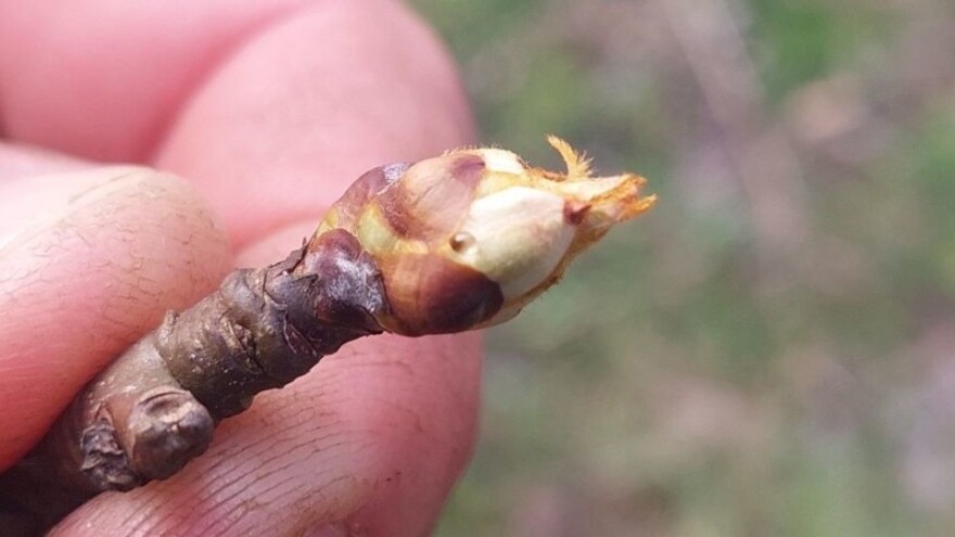 Obratite pažnju na cvjetare - kako ih prepoznati?