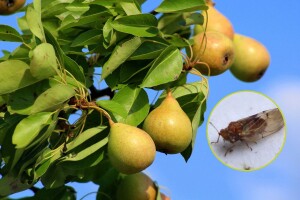 Kruškina buha je najvažnija štetočina kruške - kako ju suzbiti?