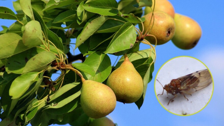 Kruškina buha je najvažnija štetočina kruške - kako ju suzbiti?