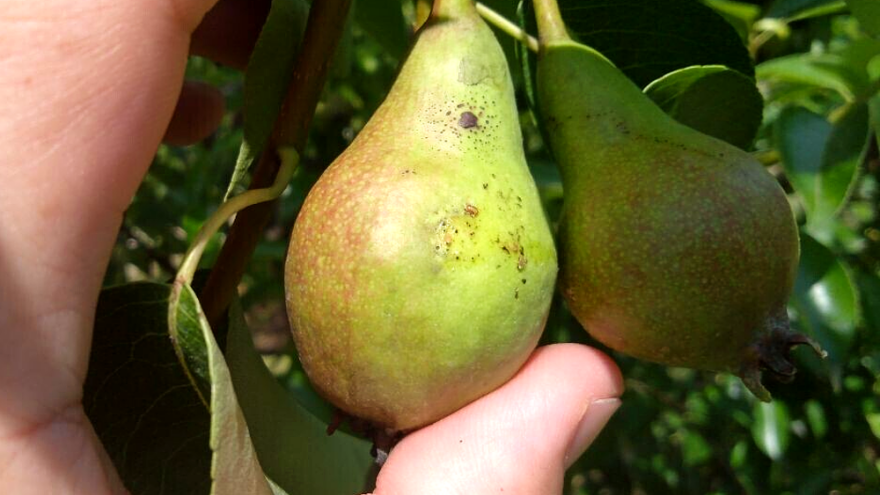 Šta je važno znati prilikom suzbijanja kruškine buve?