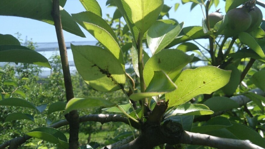 Važan momenat u zaštiti kruške od pegavosti lista i krastavosti ploda