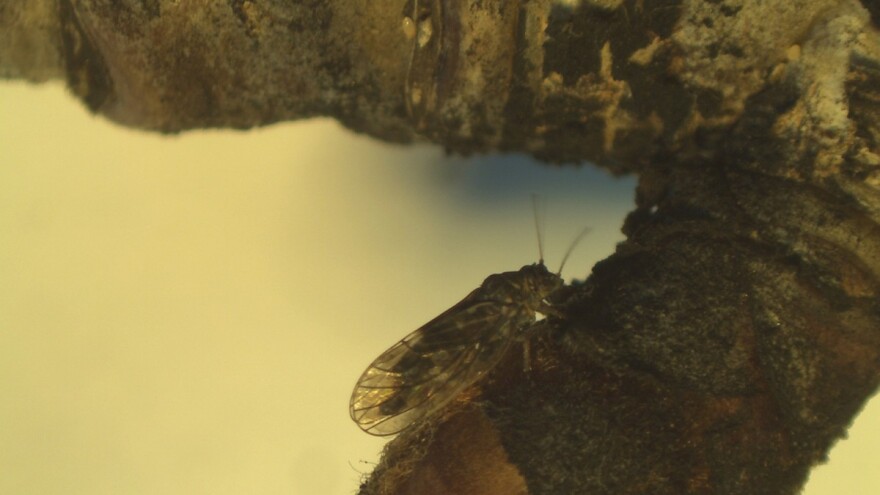 Kako uspješno suzbiti kruškinu buhu