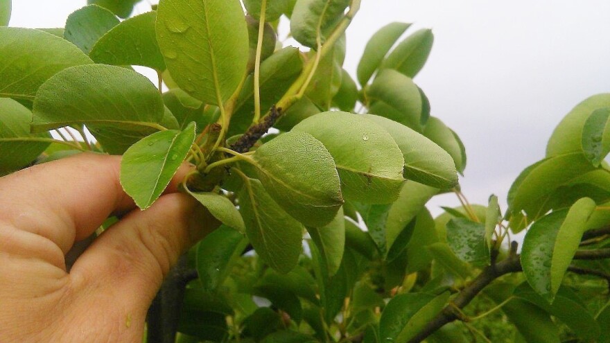 Za vikend padavine - uočena kruškina buva