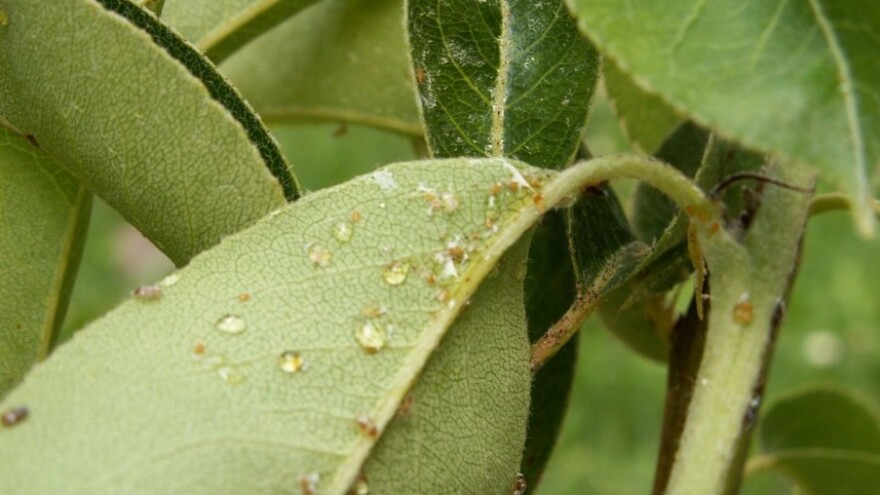 Kruškina buva najveća napast u voćnjacima