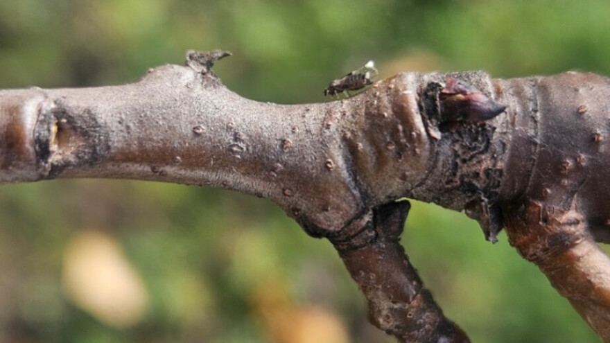 Uočena kruškina buva - mala brojnost, ali je ima