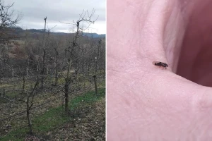 Kruškina buva počela s polaganjem jaja: Ako se prenamnoži, skoro ju je nemoguće suzbiti
