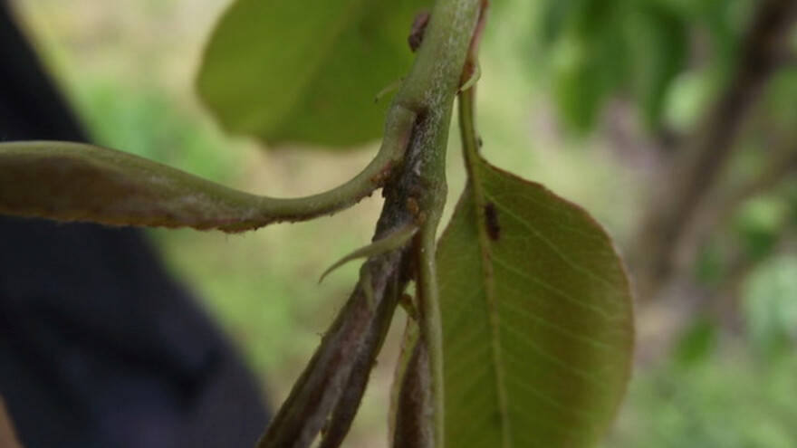 Kruškina buva - mere suzbijanja