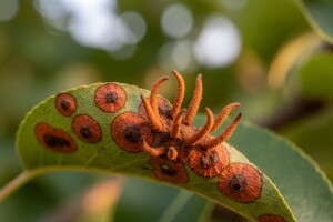 Kruškina hrđa ili pikac!