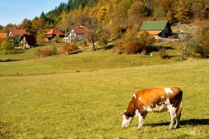 Umreženost organskih proizvođača, trgovaca i potrošača za pozitivan efekat na životnu sredinu
