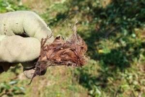 Krvava uš i osa predivica u nasadima krušaka, češnjak može pomoći