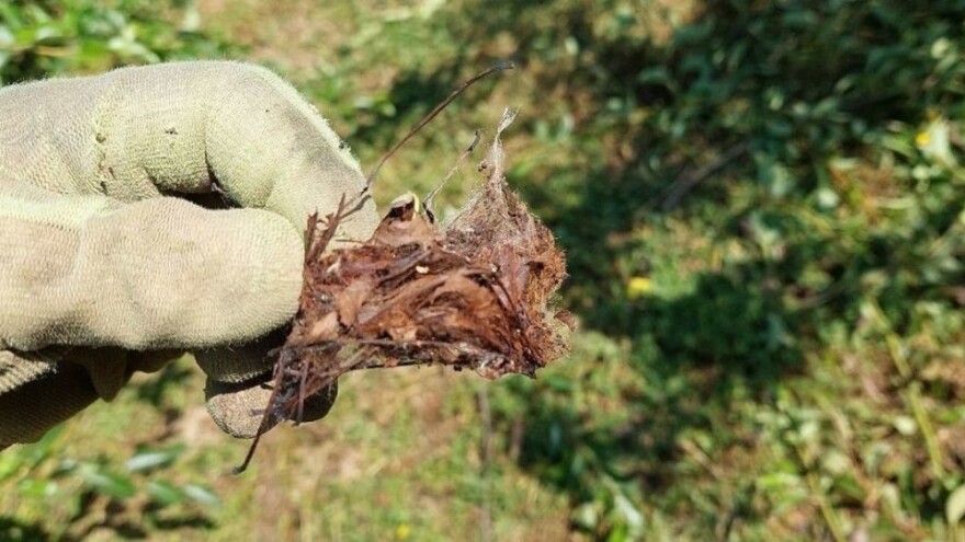Krvava uš i osa predivica u nasadima krušaka, češnjak može pomoći