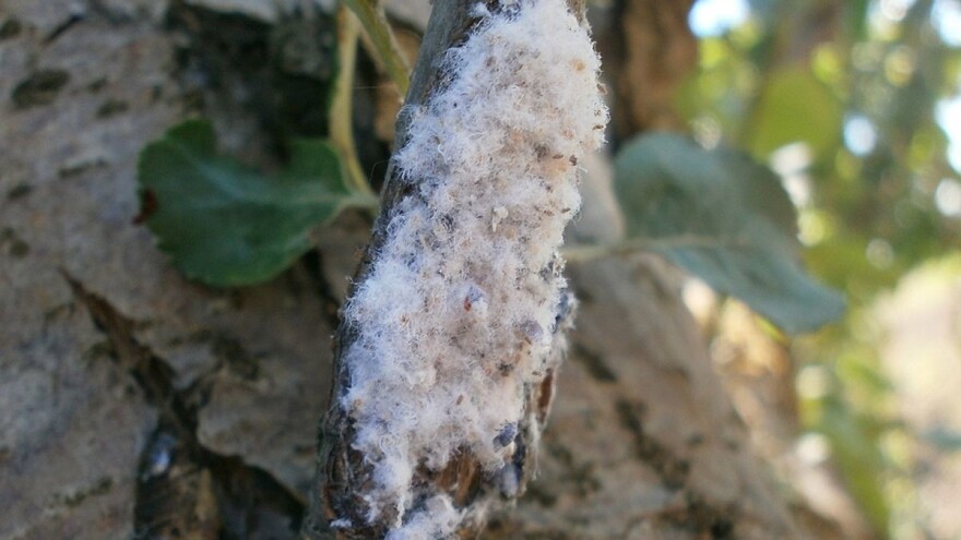 Kako suzbijati krvavu uš?