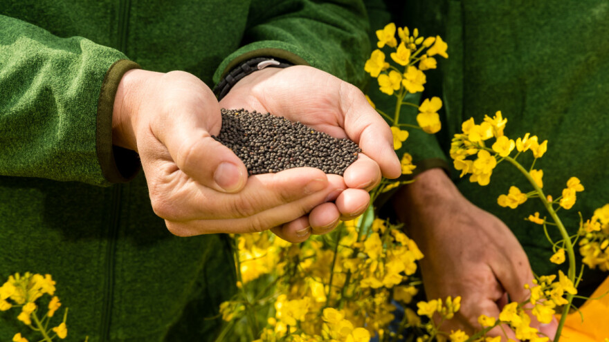 RWA hibridi uljane repice najprinosniji u velikom pokusu