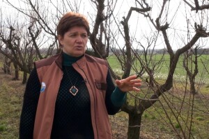 Zaštita breskve obavlja se kada su temperature par dana u podne više od 10°C