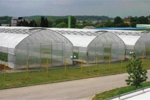 KTC traži kooperante krastavaca kornišona