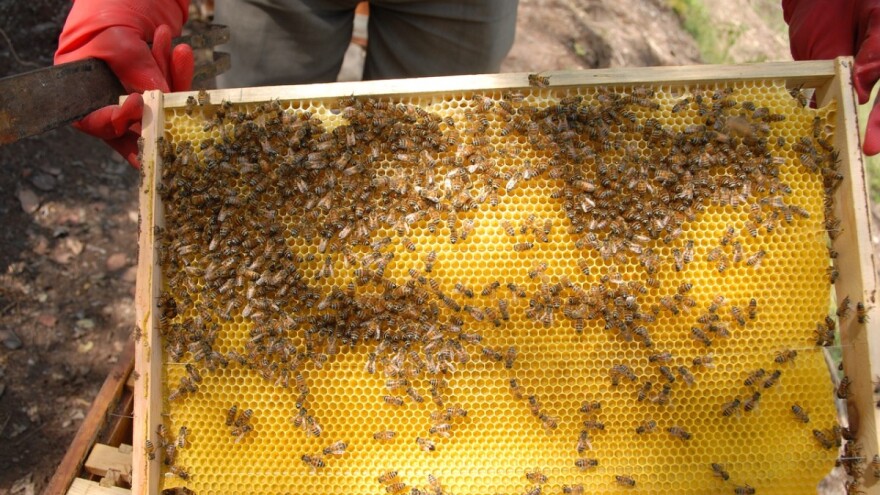 Zahvaljujući komunizmu, Kuba postala raj za pčele i pčelare