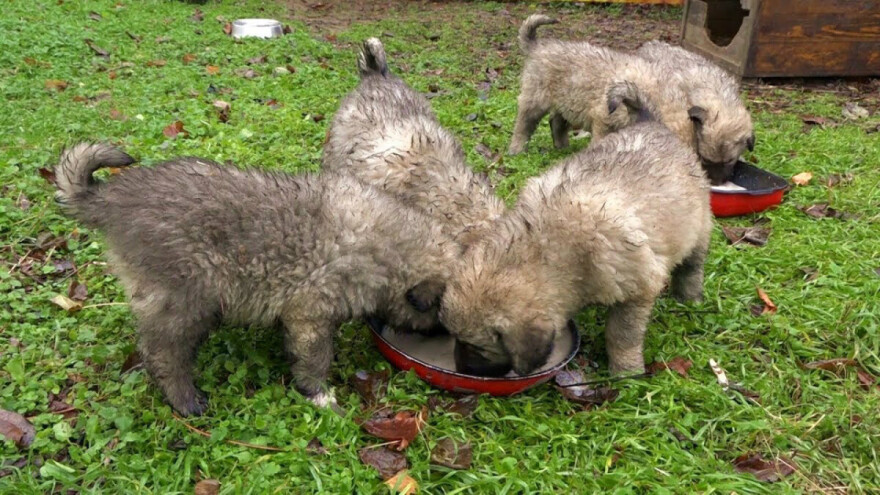 Dragoljub Gavrilović poklonio više od 100 štenaca šarplaninaca