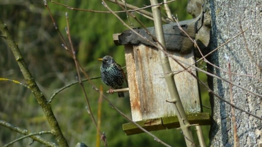 Kako ptice pomažu u integrisanoj proizvodnji voća?