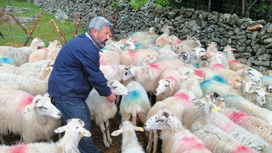 Danijel Kučica: Nadam se da će sirana potaknuti Cresane na bavljenje stočarstvom