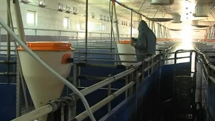 Naša šansa je u proizvodnji svinja za preradu!