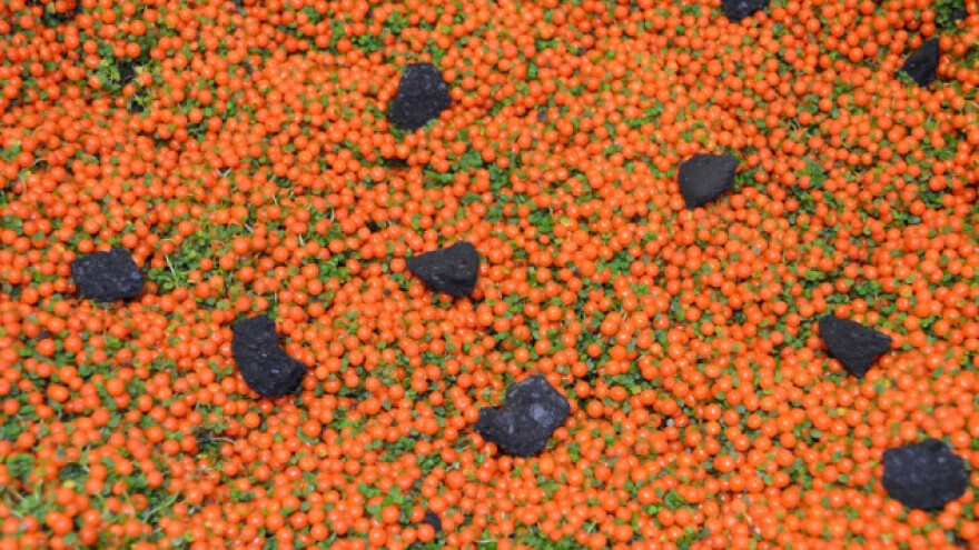 Kućna srećica - jedan naziv za dvije biljke