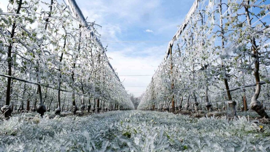 Impresivni prizori zaleđenog voćnjaka OPG-a Kudec: Orošavanjem spašavaju jabuke