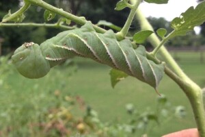 Visoke temperature i insekti, biljkama predstavljaju dvostruke probleme