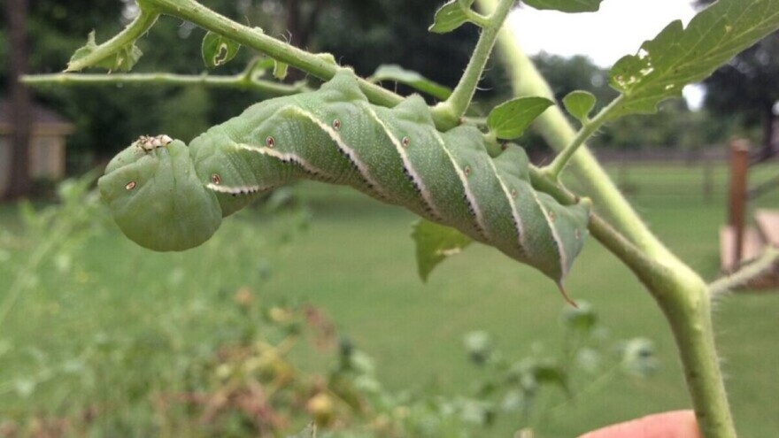Visoke temperature i insekti, biljkama predstavljaju dvostruke probleme