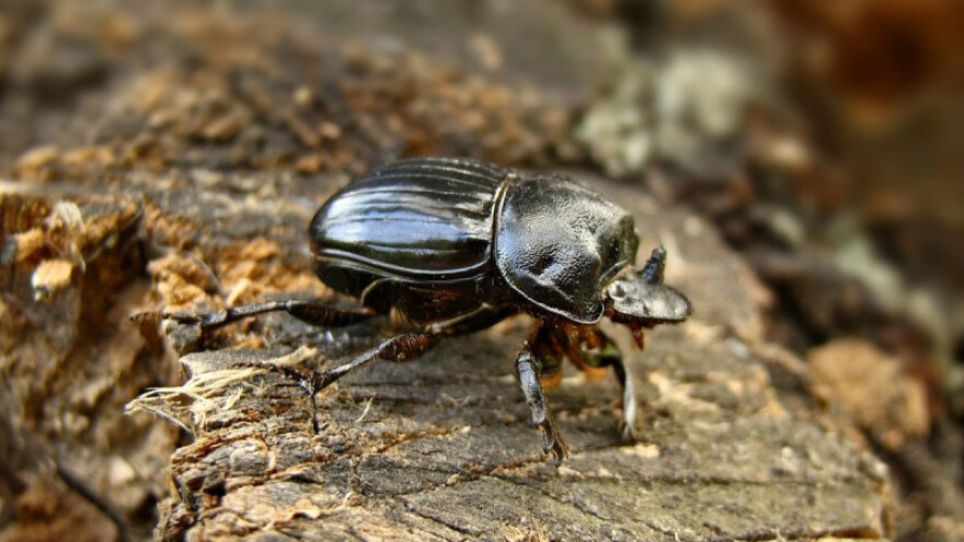 Zaštita kukaca koji se hrane drvnom masom
