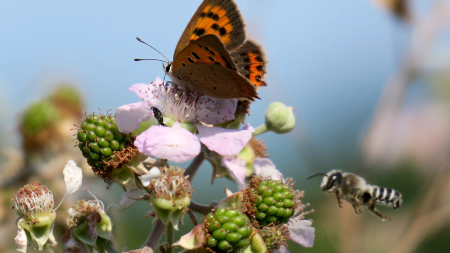 Kako bi kukci oprašivači stigli obaviti pašu, travnjake će rjeđe i kasnije kositi