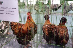 Križevačka kukmica - imamo još jednu izvornu pasminu peradi