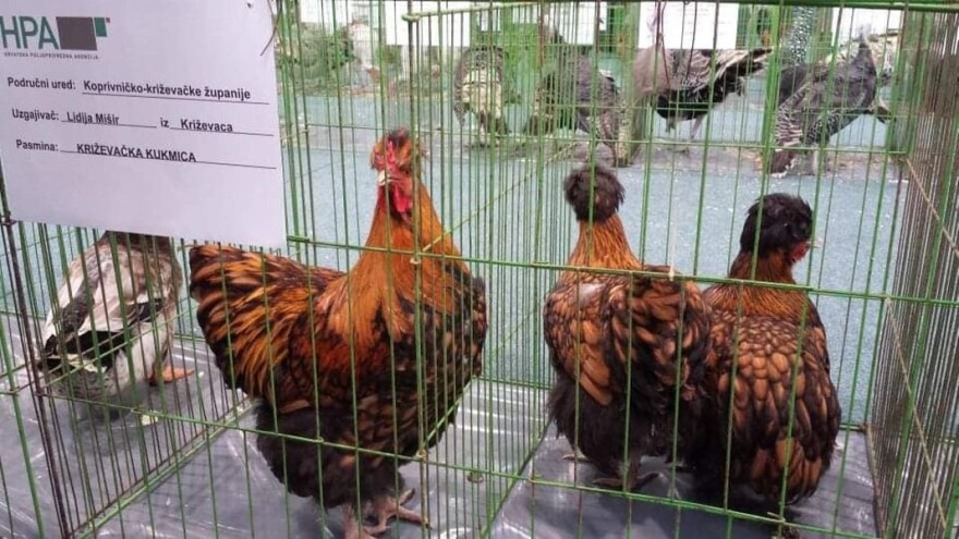 Križevačka kukmica - imamo još jednu izvornu pasminu peradi