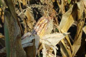 Na kukuruzu primećeni simptomi gljive fusarium i aspergillius