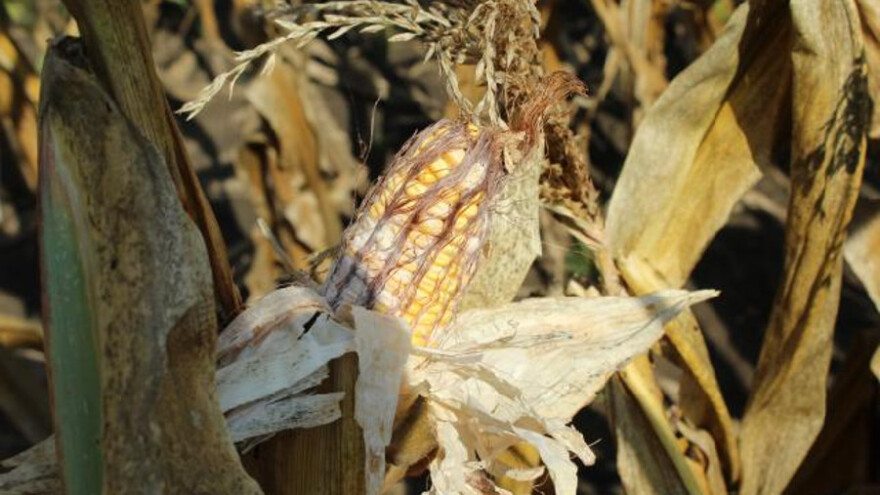 Na kukuruzu primećeni simptomi gljive fusarium i aspergillius