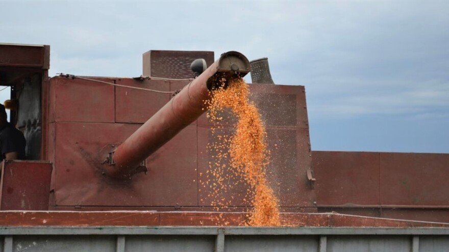 Rast cene kukuruza - 25 dinara za kilogram