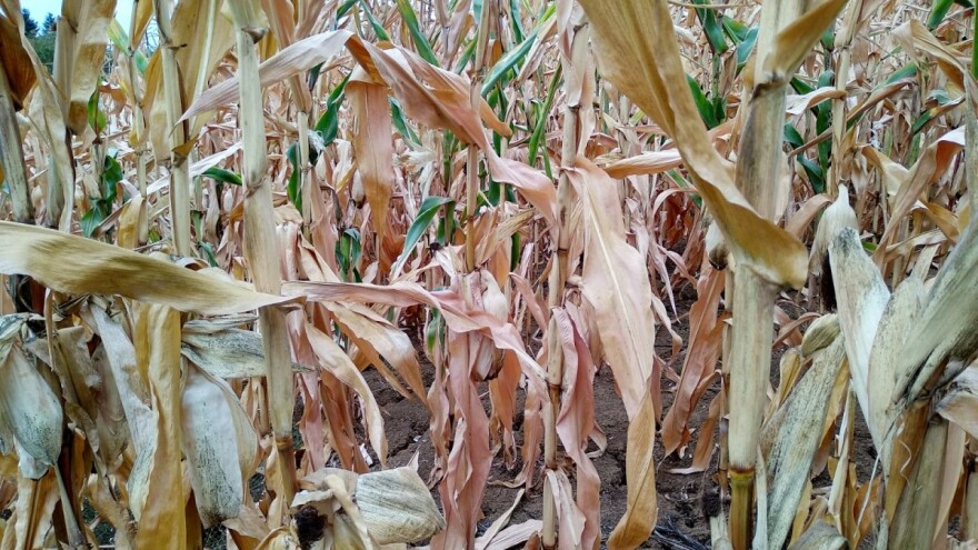 Šteta u Srbiji zbog suše - najmanje 500 miliona dolara?