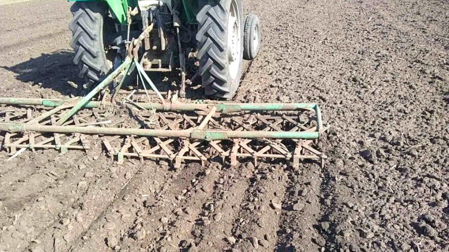 Setva kukuruza bez prihrane ureom - ratari se nadaju visokoj ceni roda