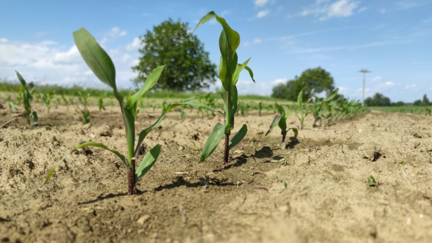 Narednih dana toplo - uočena veća brojnost kukuruzne pipe