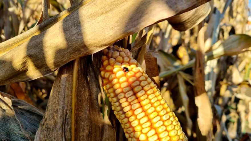 Proizvođačke cijene poljoprivrednih proizvoda u trećem kvartalu gotovo 17 posto više nego lani