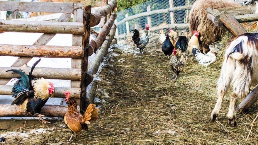 "Miris" balege i kukurikanje pijetla u Francuskoj prirodna baština