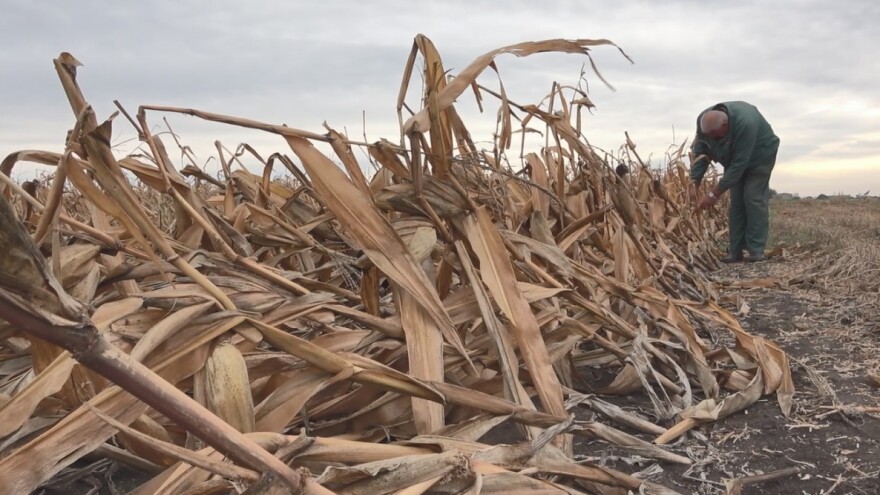 Kukuruz na Produktnoj berzi 24,8 dinara za kilogram