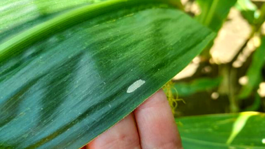 Visok rizik od kukuruznog plamenca i pamukove sovice